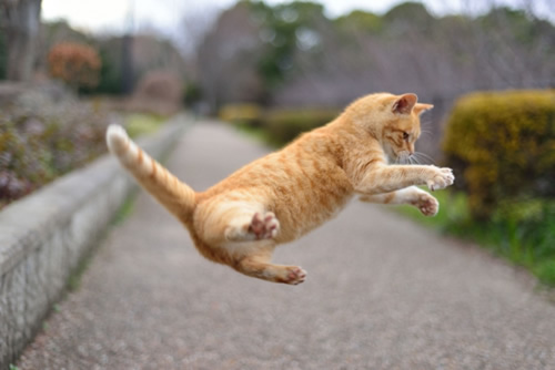 猫は高いところから落ちても平気 まるでフィギュアスケーター ニャンといっても猫が好き